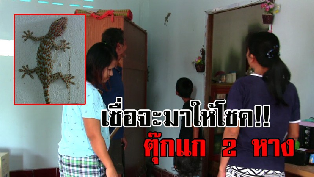 แตกตื่นทั้งบาง..!! ชาวโคราช แห่ดูตุ๊กแก 2 หาง อยู่มาตั้งแต่เล็กจนโต แห่ตีเลขเด็ดจากเสียงร้อง ชาวบ้านเชื่อจะนำโชคมาให้!? (มีคลิป)