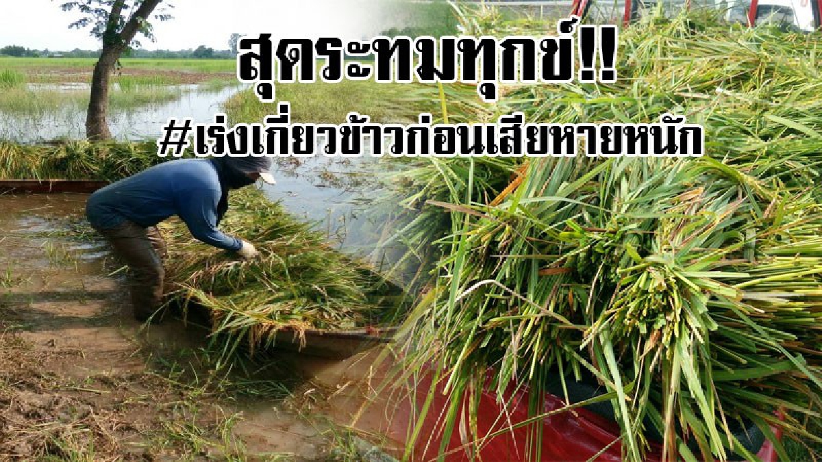 #เกี่ยวข้าวทั้งน้ำตา..!!&nbsp;สุดระทมทุกข์ ชาวนาอำเภอพิมาย เร่งเกี่ยวนาปีข้าวใส่เรือท้องแบนหนีน้ำท่วม หวั่นผลผลิตที่ได้จะไม่เหลือ..!! (ชมคลิป)
