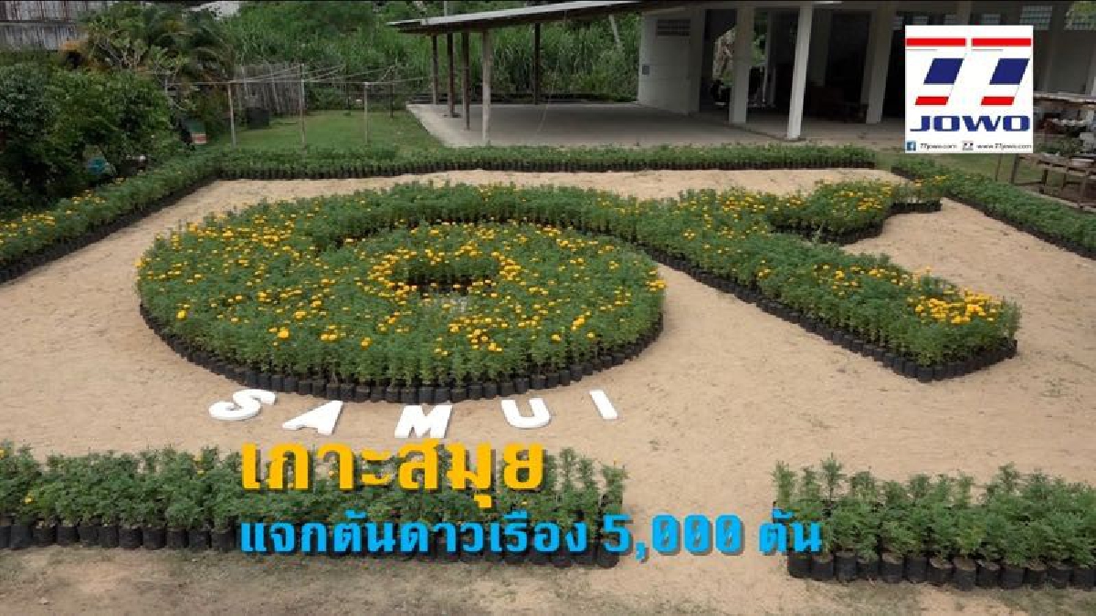 เกาะสมุย..!! แจกต้นดาวเรือง 5,000 ต้น ในโครงการ 9101 ปลูกด้วยใจถวายพ่อหลวง ภายใต้ร่มพระบารมี "เพื่อการพัฒนาการเกษตรอย่างยั่งยืน"