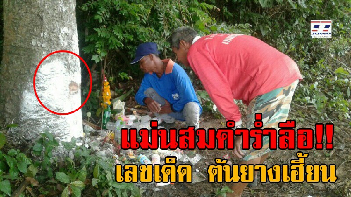 มาแรงแซงโค้งสุดท้าย!! ต้นยางสุดเฮี้ยน ชาวบ้านแห่ทำพิธี ส่องหวยทั้งคืนยันเช้า หลังให้เลขถูกติดต่อกันมาแล้ว 6 งวด งวดนี้เห็นเต็มตา 2 ตัวตรง!?