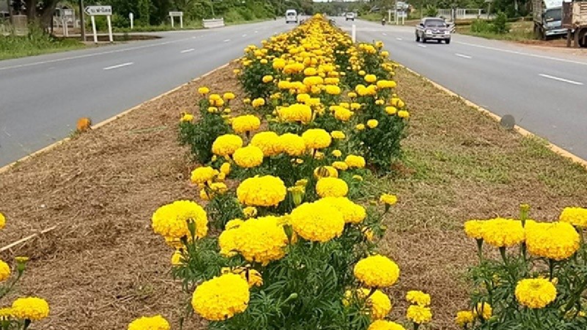 ทำด้วยใจรัก!! ถนนสุราษฎร์-ตะกั่วป่าดอกดาวเรืองจะบานสะพรั่งอย่างสวยงามในเดือนตุลาคม ชาวบ้านร่วมใจปลูกน้อมถวายในหลวงรัชกาลที่๙ (มีคลิป)