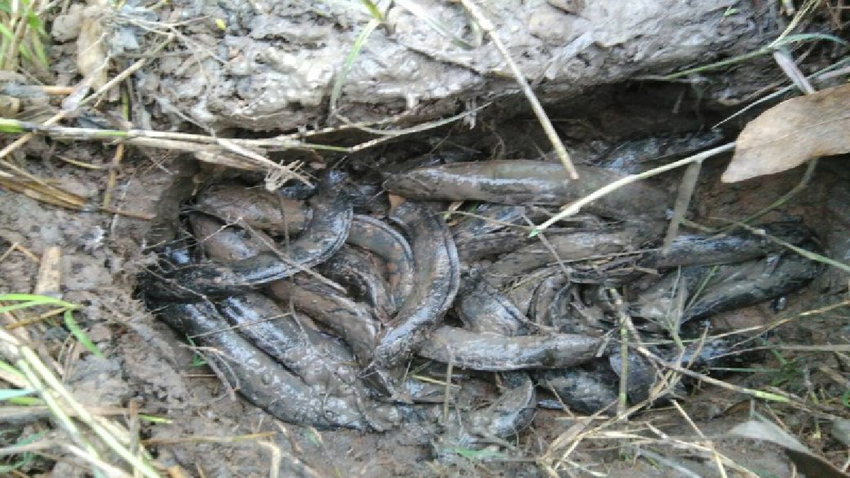 วิถีชนบท ภูมิปัญญาชาวบ้าน “หลุมบ่อดินกับดักปลา” พออยู่พอกิน น้อมนำปรัชญาเศรษฐกิจพอเพียง ของในหลวง ร.9 สร้างคุณภาพชีวิตที่ดีขึ้น