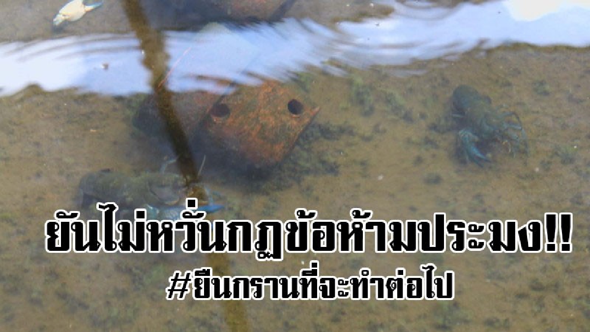 จะมีจริงๆหรือ..คนเทเงินลงแม่น้ำ!! ฟาร์มกุ้งเครย์ฟิชโคราช ไม่ห่วงกฏข้อห้ามประมง ยันยังอยู่ได้สบาย และจะทำต่อไปเรื่อยๆ..!?