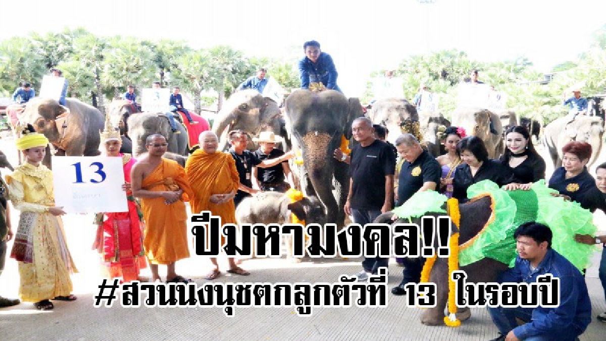 #เกินโหลแล้ว..!! ลั่นกลองชัยให้สนั่น ช้างสวนนงนุช ตกลูกตัวที่ 13 ในรอบปี ถือเป็นปีมหามงคล พร้อมรับขวัญลูกช้างสุดยิ่งใหญ่..!?