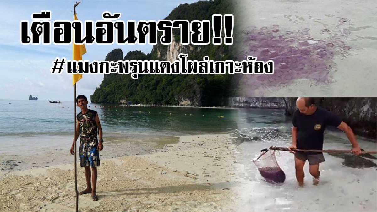#ตัวอันตราย..!! พบเพิ่มอีกแล้ว "แมงกะพรุนแดง" คราวนี้พบเยอะกว่าเดิมโผล่เกาะห้อง จนท.เร่งปักธงเหลืองเตือนอันตราย..!!