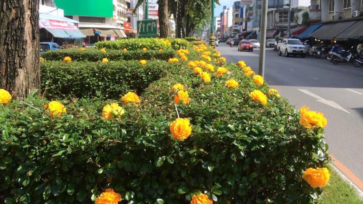 ชาวตลาดกิมหยงนำดอกดาวเรืองประดิษฐ์มาประดับบนเกาะกลางถนนแสดงความอาลัย