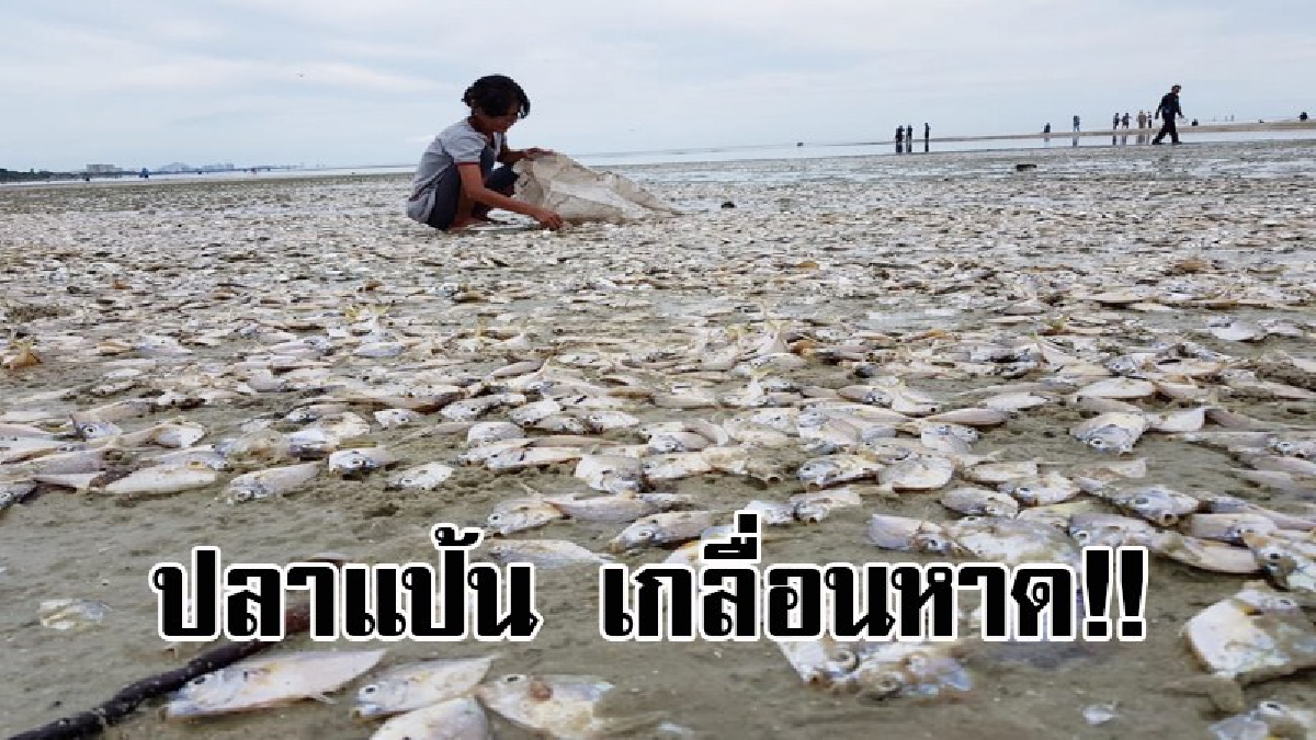 กลิ่นเหม็นคลุ้งไปทั่ว..! ตะลึงทั้งบาง ชาวบ้านแห่เก็บ ปลาแป้น เกยตื้นเกลื่อนหาดหัวหิน หลังเกิดปรากฎการณ์น้ำเบียด!?