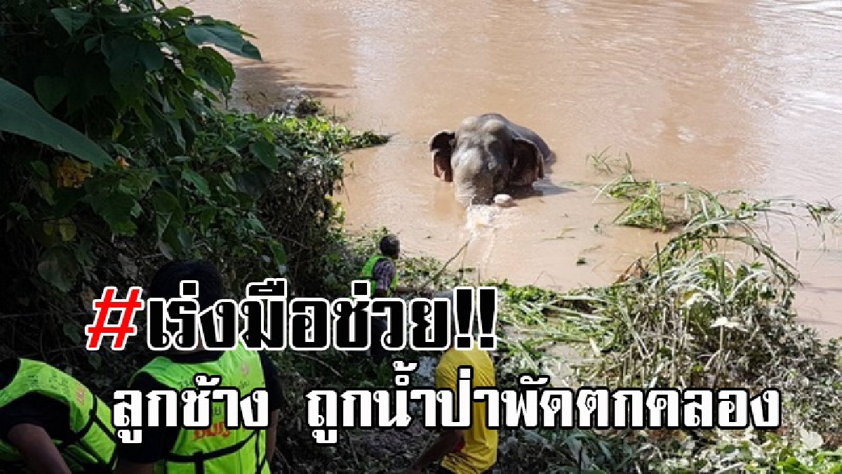 เจ้าจะต้องรอด..!! จนท. พร้อมชาวบ้าน เร่งช่วยเหลือ ลูกช้างป่า หลังถูกน้ำป่าพัดตกคลองชมภู ล่าสุดมีอาการเริ่มหมดเรี่ยวแรง พยายามชูงวงเหนือน้ำ!?
