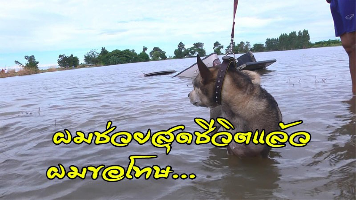 เศร้าน้ำตาคลอ !! ป้าวัย 54 พาสุนัขสุดรักนั่งกระบะลุยน้ำท่วม เสียหลักตกถนน จมมิดคันดับอนาถ สุนัขรอด..เห่าเรียกคนช่วยดังสนั่น (คลิป)