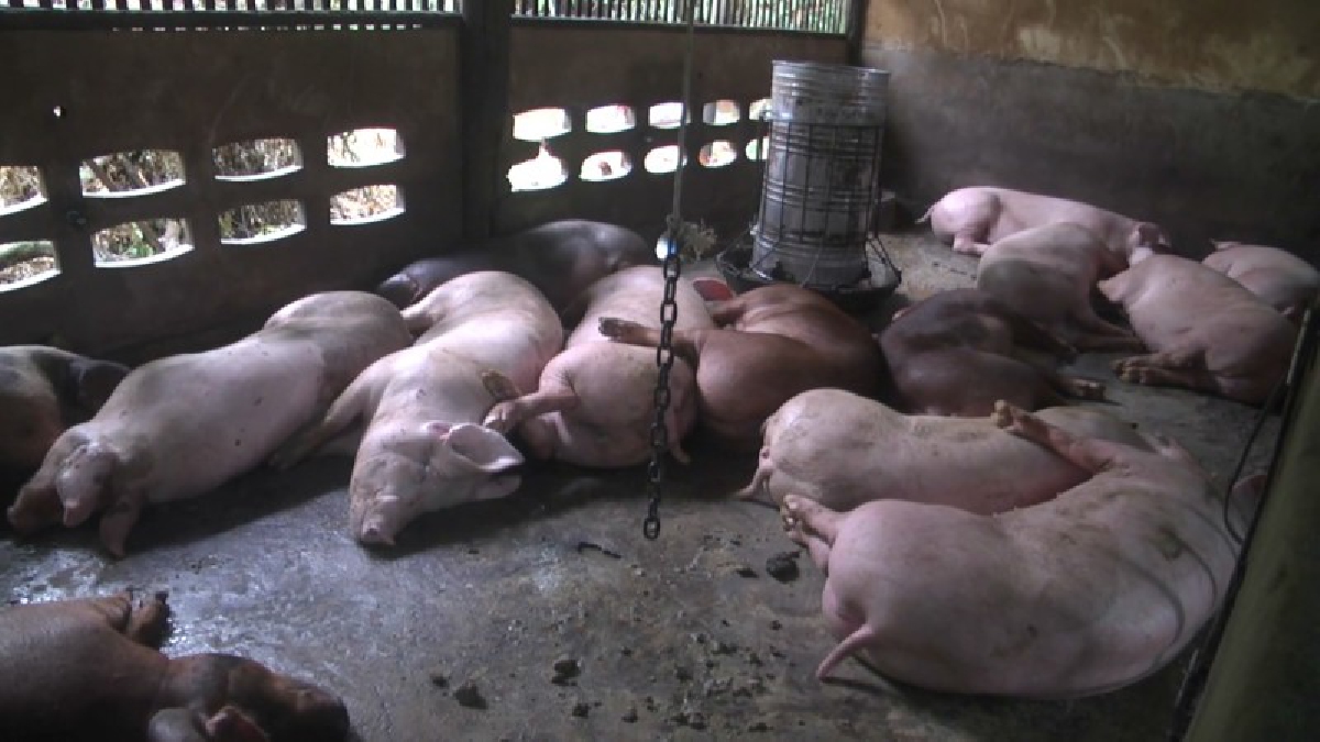 น้ำท่วมด่านซ้ายเข้าสู่ภาวะปกติ ชาวบ้านครวญ... เสียหมูไปกับน้ำ จมดับกว่า 17 ตัว สูญเกือบ 2 แสนบาท (คลิป)