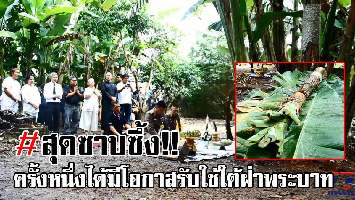 สุดปลาบปลื้ม..!! สำนักพระราชวัง อัญเชิญต้นกล้วยตานี นำไปใช้แทงหยวก ร่วมเครื่องสดประดับพระจิตกาธาน ชั้นเรือนยอด 9 ชั้น ในงานพระราชพิธีฯ
