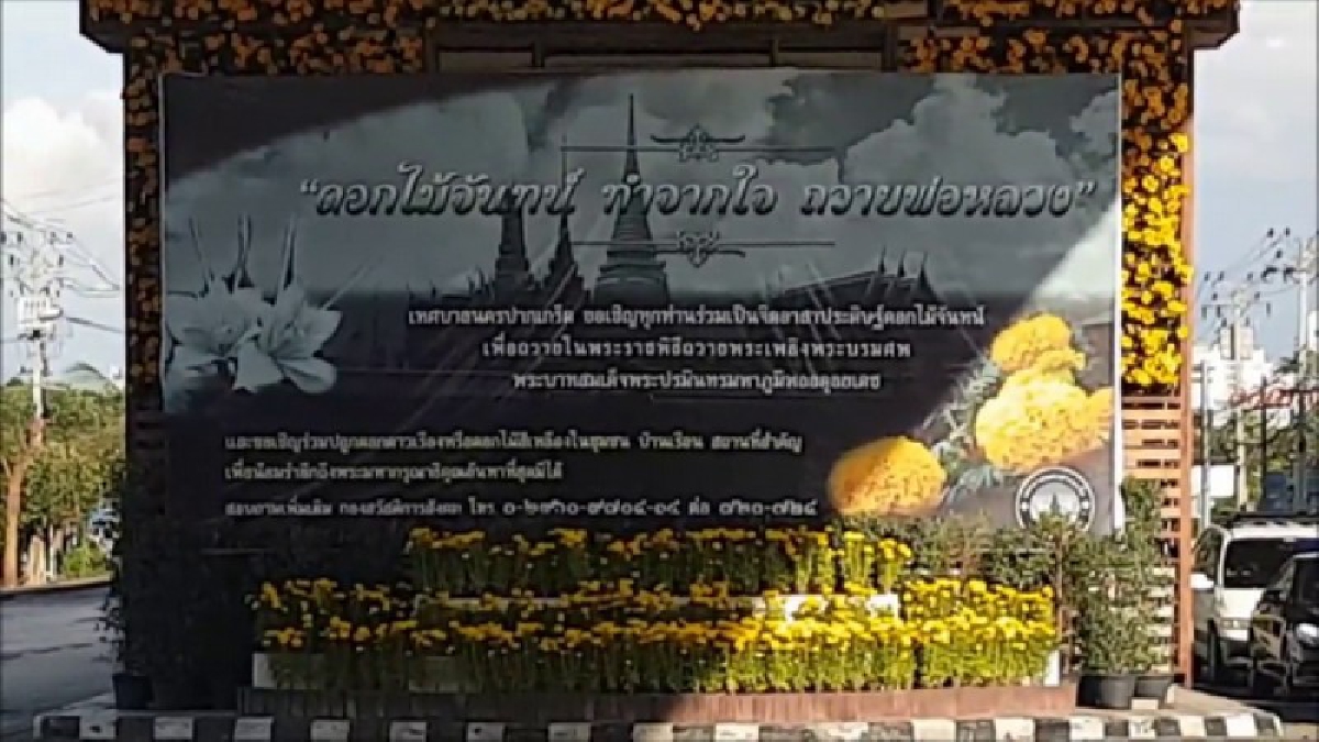 เทศบาลนครปากเกร็ด . . ได้นำดอกดาวเรืองจำนวนเกือบ 5,000 ต้น  ประดับดอกดาวเรืองสะพรั่งทุกมุมถนน