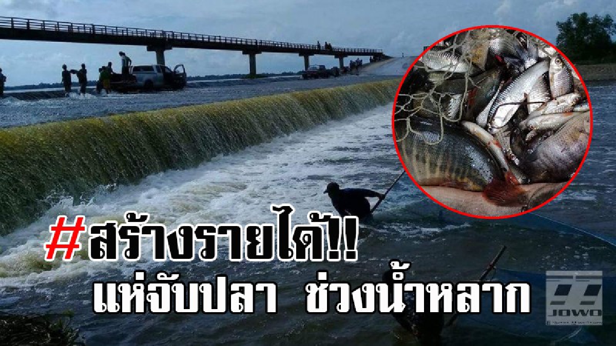 บุญใหญ่หล่นทับ..!! ชาวบ้าน พร้อมขนอุปกรณ์ แห่จับปลาตื่นน้ำ หิ้วกลับบ้านกันคึกคัก สร้างกระบวนการวิถีพอเพียง หล่อเลี้ยงคนริมน้ำลำพอก (คลิป)