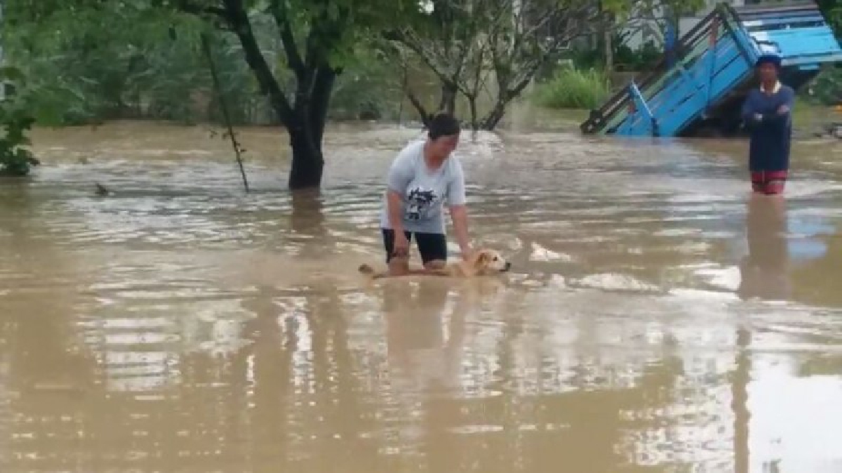 #เดือดร้อนหนัก..!! ฝนตกหนักในจังหวัดกำแพงเพชร ทำให้เกิดน้ำท่วมพื้นที่ การเกษตรและบริเวณบ้านเรือนของประชาชน (มีคลิป)