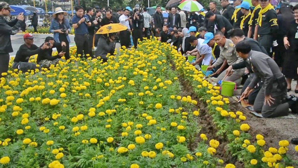 #ทำเพื่อพ่อครั้งสุดท้าย..!! ชาวเลย ร่วมกันปลูกดอกดาวเรือง รอบพระเมรุมาศจำลอง (มีคลิป)