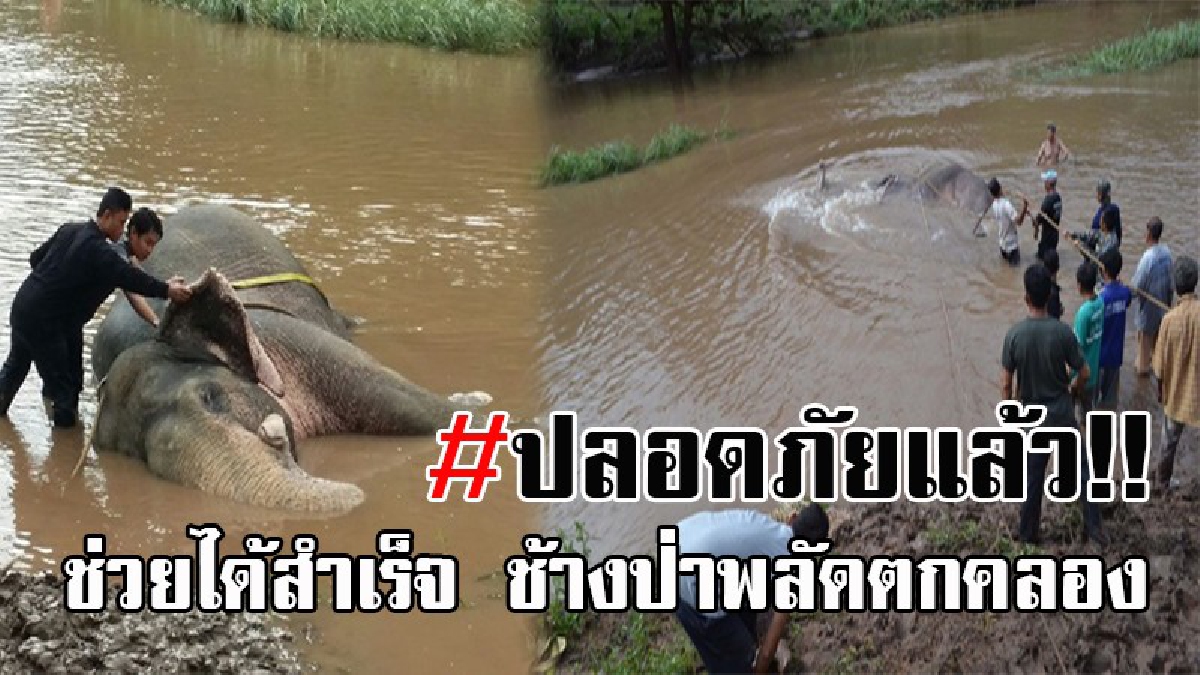 ไม่ละความพยายาม..! ชาวบ้านกว่า 100 คน ช่วยดึงช้างป่าขึ้นตลิ่ง หลังพลัดตกคลอง เพื่อให้มีลมหายใจ รอทีมแพทย์ลำปางเข้าช่วยเหลือ!? (คลิป)