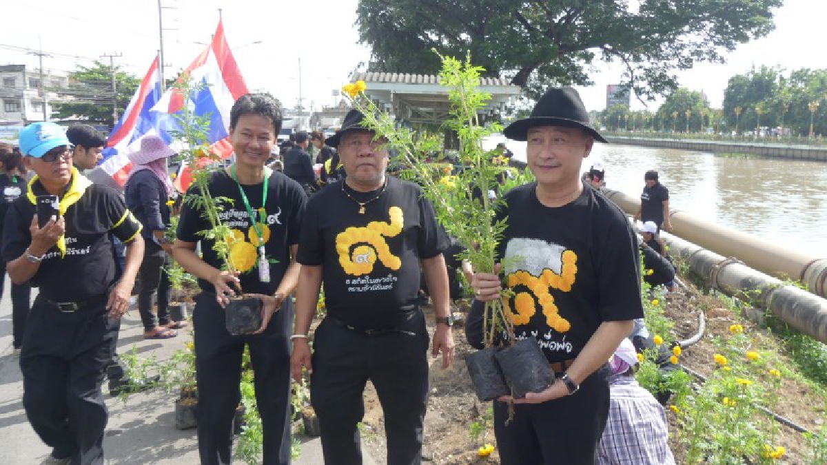 ปทุมธานี..!! ทต.ธัญบุรี ปลูกดาวเรือง 24,000 ต้น ให้เหลืองสะพรั่ง ในช่วงพระราชพิธีฯ (มีคลิป)