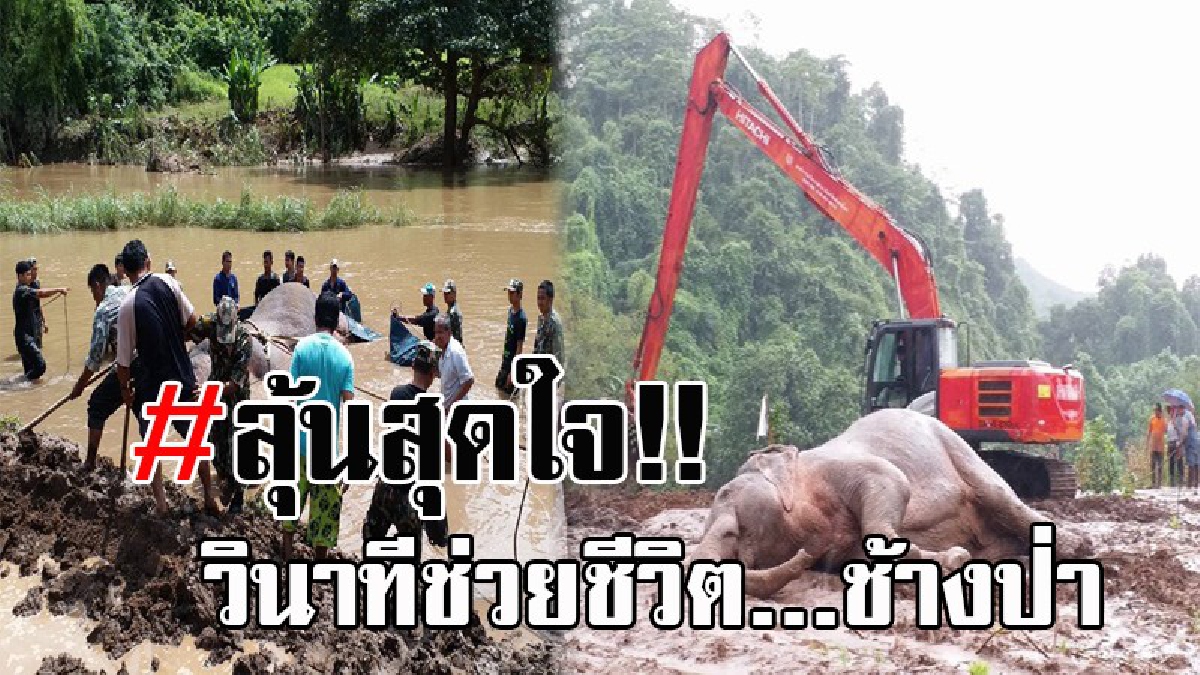 เย้ทำได้แล้ว...!! ลุ้นสุดใจ เปิดคลิปช่วยชีวิต ช้างป่า หลังลอยคอในน้ำข้ามวันข้ามคืน ด้วยพลังจนท. และชาวบ้านฮึดสู้ ช่วยจนขึ้นฝั่งได้สำเร็จ!?