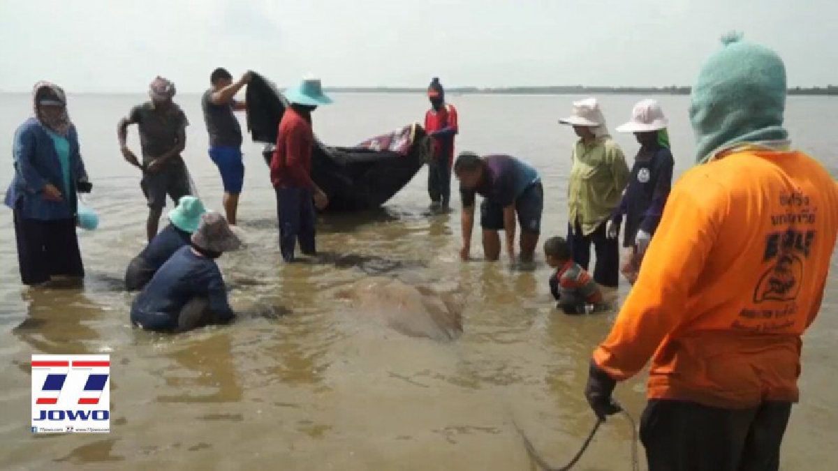 สุดยื้อชีวิต..!! ชาวบ้าน จนท.เร่งมือเข้าช่วยเหลือ "ปลากระเบน" พยายามลากออกจากฝั่ง ไปยังน้ำที่มีระดับลึกพอที่จะให้ปลากระเบนว่ายไปได้..!?