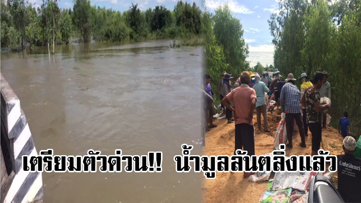 แตกตื่นทั้งตำบล!!กำนัน ผญบ.สั่งระดมทำถุงทราย ปิดประตูน้ำ น้ำมูลเพิ่มสูง ทำนาข้าวจมน้ำกว่า 1 พันไร่