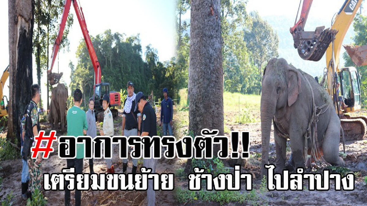 เตรียมขนย้ายแล้ว..!! จนท.ประเมินอาการ ช้างป่า หลังช่วยชีวิตจาการตกคลอง ก่อนหาวิธีเคลื่อนย้าย ไปรักษาต่อที่ลำปาง!? (มีคลิป)