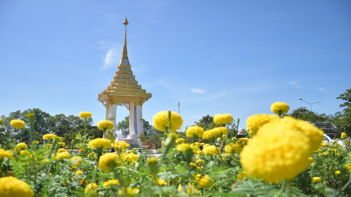 อำนาจเจริญ..!! เร่งนำดอกดาวเรืองกว่า 5 หมื่นต้น ตกแต่งพระเมรุมาศจำลอง อย่างงดงามสมพระเกียรติ (มีคลิป)