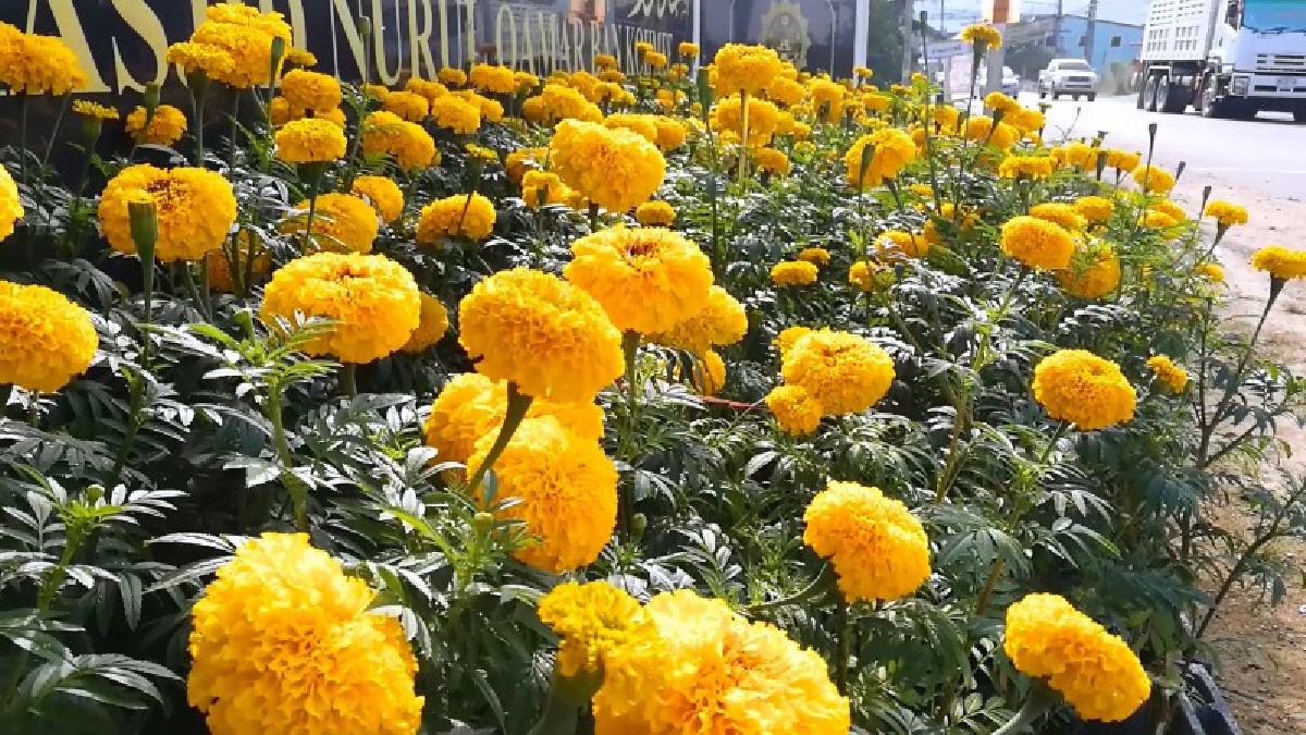 ชาวไทยมุสลิม..!! ประดับดอกดาวเรือง หน้ามัสยิดถวายความอาลัย ในช่วงพระราชพิธีถวายพระเพลิงพระบรมศพ ในหลวง ร.9 (คลิป)