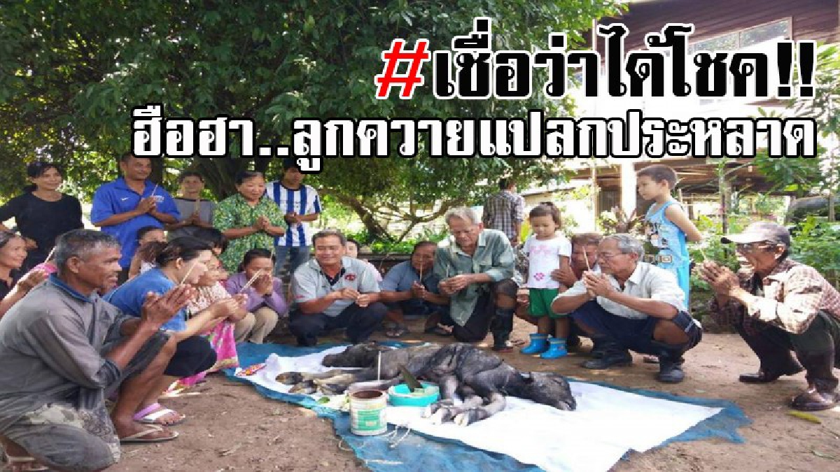 ฮือฮาทั้งบาง..!! พบลูกควายเพิ่งคลอด แต่ออกมาแล้วตาย กลับมีลักษณะสุดแปลก ทำเอาชาวบ้านกว่า 20 คน แห่ขอเลขเด็ดเพียบ!? (มีคลิป)