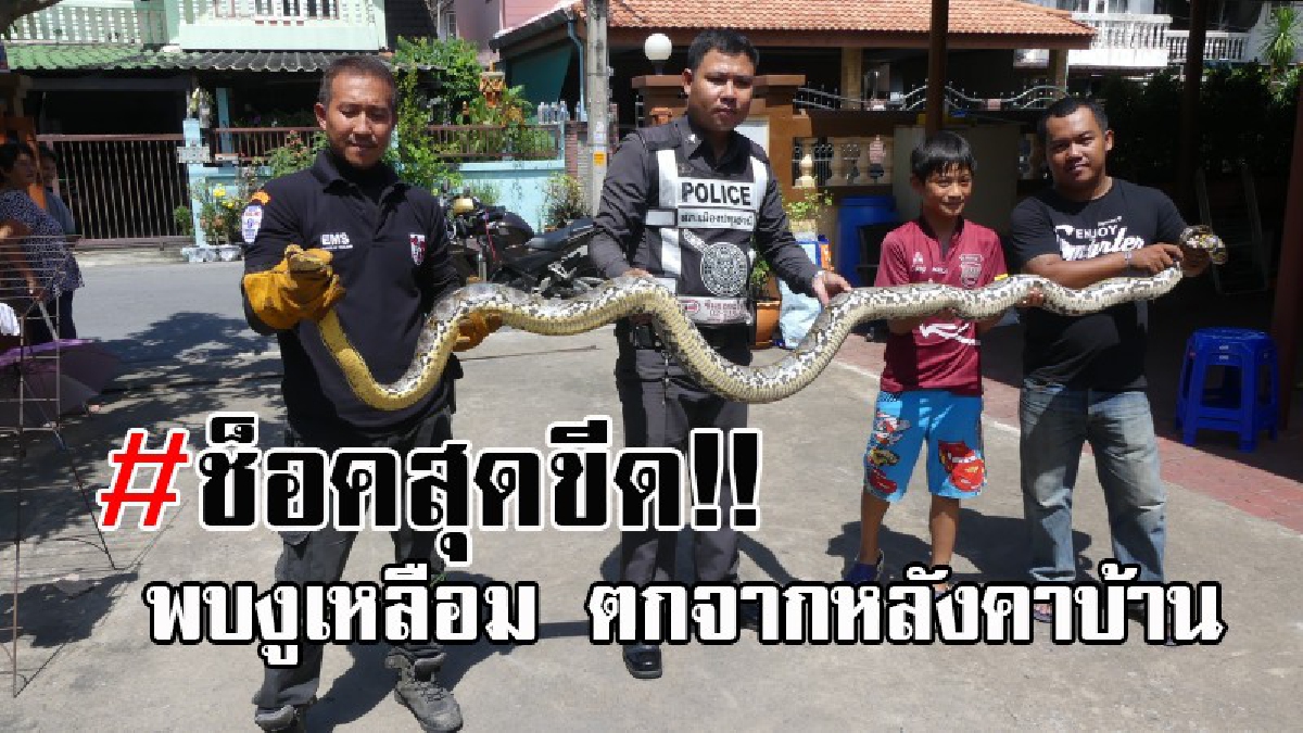 ทำเอาแทบก้าวขาไม่ออก..!! สาววัย20 ได้ยินเสียงคล้ายของตกอย่างแรง เดินออกมาดูถึงกับผวา พบงูเหลือมตกจากหลังคายาว 4 เมตร โร่เรียกกูภัยช่วยจับ!?