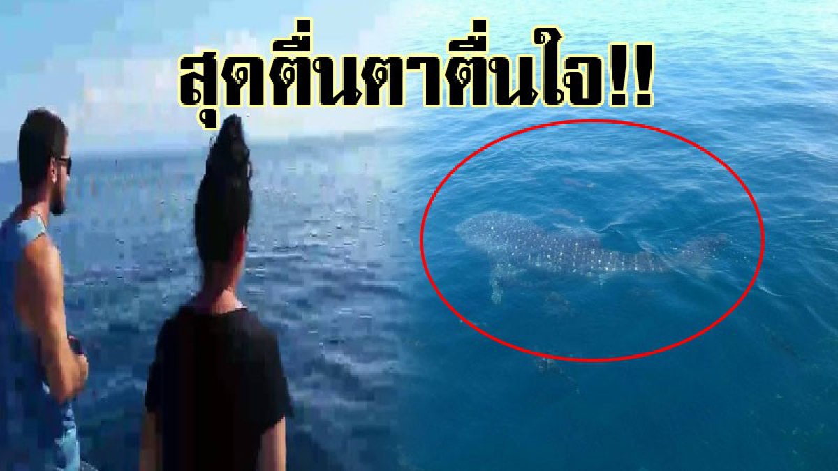 สุดอเมซิ่ง..!! พบฉลามวาฬตัวใหญ่ ตัวเป็นๆ โผล่เขตรอยต่อลังกาวี หลีเป๊ะ อวดโฉมให้นักท่องเที่ยวต่างชาติได้ชื่นชมอย่างใกล้ชิด..!? (ชมคลิป)