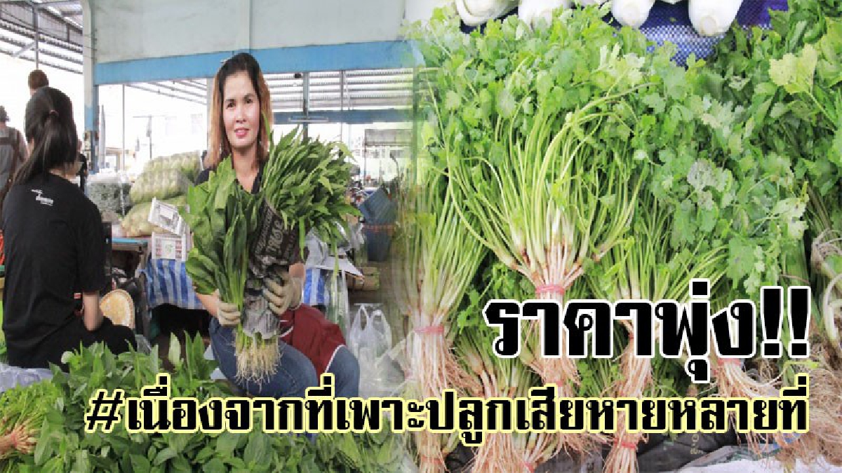 #มันหายาก..ราคาเลยพุ่ง!! ฝนตกน้ำท่วมหลายจังหวัด ส่งผลให้พื้นที่เพราะปลูกพืชผักถูกน้ำท่วมเสียหาย จึงมีราคาผักมีราคาแพงขึ้น ในช่วงเทศกาลกินเจ