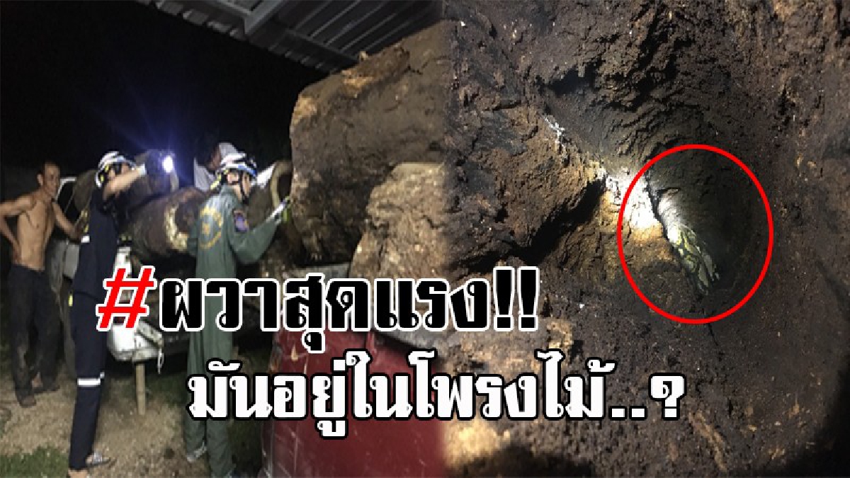 หวิดขาดสองท่อน..!! หนุ่มใหญ่เมืองลำปาง เอาเสาบ้านมาตัดเป็นสองท่อน เห็นอะไรแวบๆในโพรงไม้ ส่องดูอีกทีเจอเต็มๆ งูตัวใหญ่ยาวเป็นเมตร!? (คลิป)