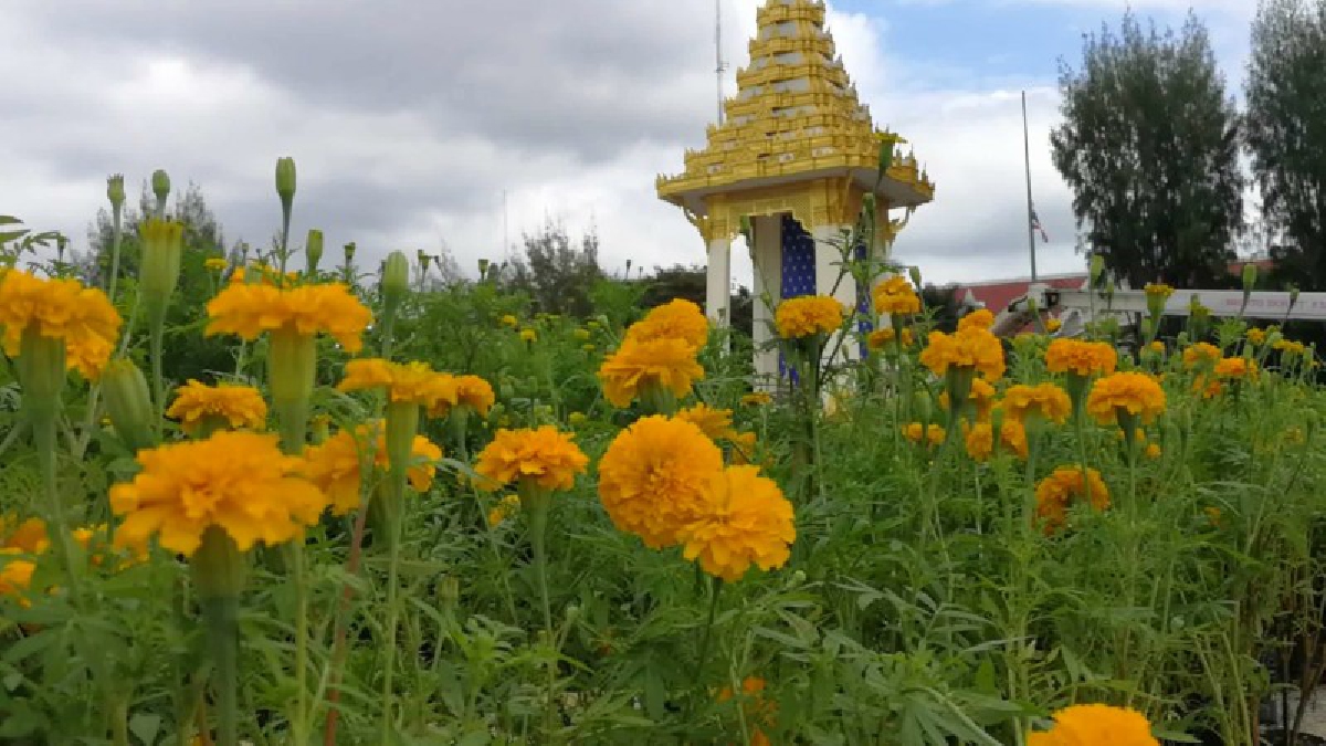โคราช..!! ตกแต่งต้นดาวเรือง รอบพระเมรุมาศจำลอง อย่างสวยงาม เน้นสวยงาม พอเพียง และสมพระเกียรติ (มีคลิป)