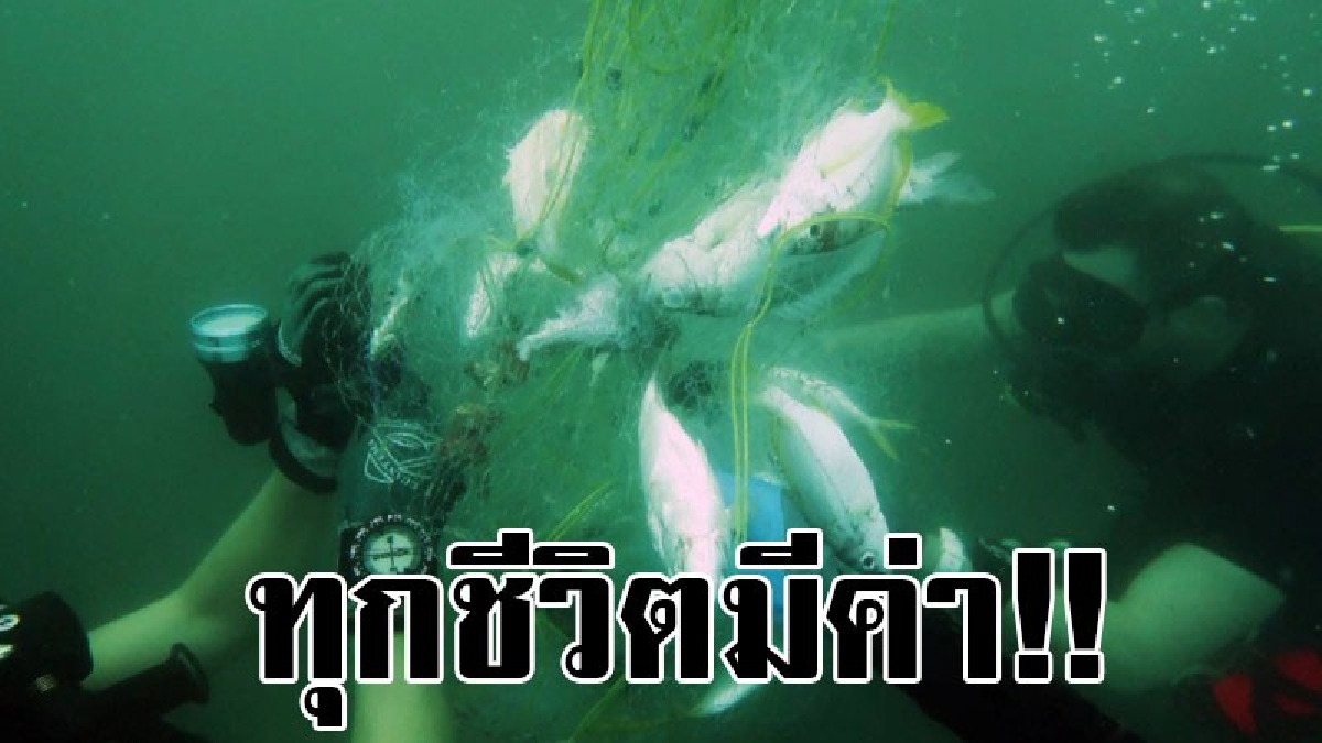 ภาพสุดซึ้ง..!! นักท่องเที่ยวและไกด์ ช่วยตัดอวน ช่วยเหลือปลาจำนวนมาก..!?