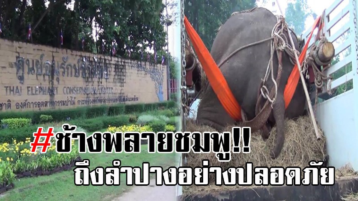 ถึงที่หมายแล้ว..!! ช้างพลายชมพู ที่พลัดตกคลอง ถึงลำปางแล้วอย่างปลอดภัย หลังจากใช้เวลาเดินทางยาวนานกว่า 10 ชั่วโมง (มีคลิป)
