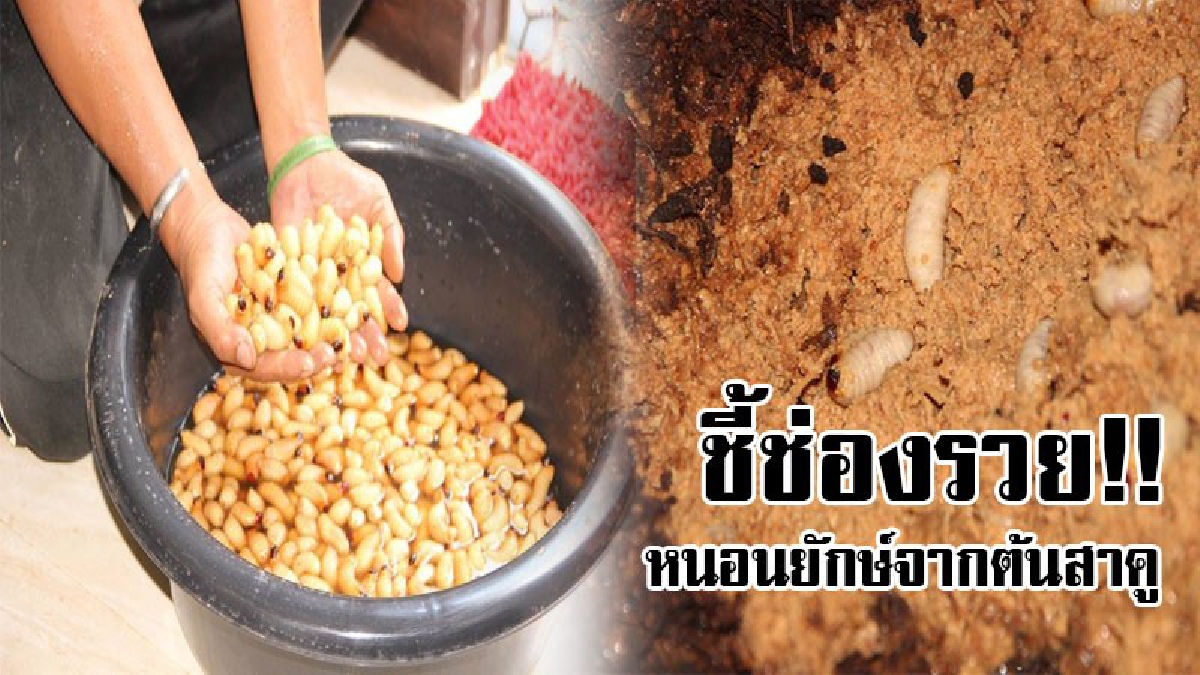 เปิบพิสดาร..ชี้ทางรวย!? หนอนยักษ์จากต้นสาคู เกษตกรเพาะเลี้ยงส่งให้นักชิม ยังไม่เพียงพอต่อความต้องการของตลาดต้องขยายสู่ชุมชน..!?