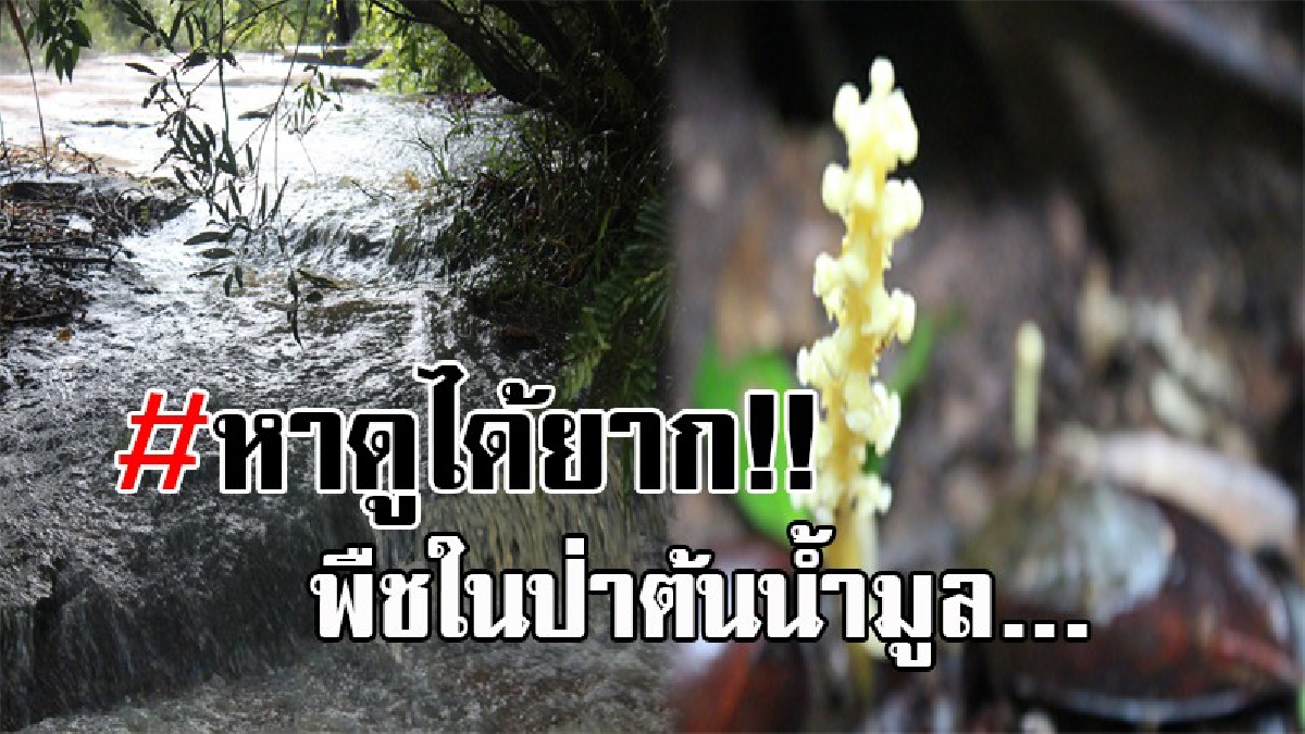 เคยเห็นกันไหม..!? สุดทึ่ง พบพืชหาดูยาก ใครจะรู้ว่าพืชชนิดนี้ มีอยู่ในป่าต้นน้ำมูล เป็นตัวบ่งชี้ความสมบูรณ์ ของระบบนิเวศน์!!! (คลิป)