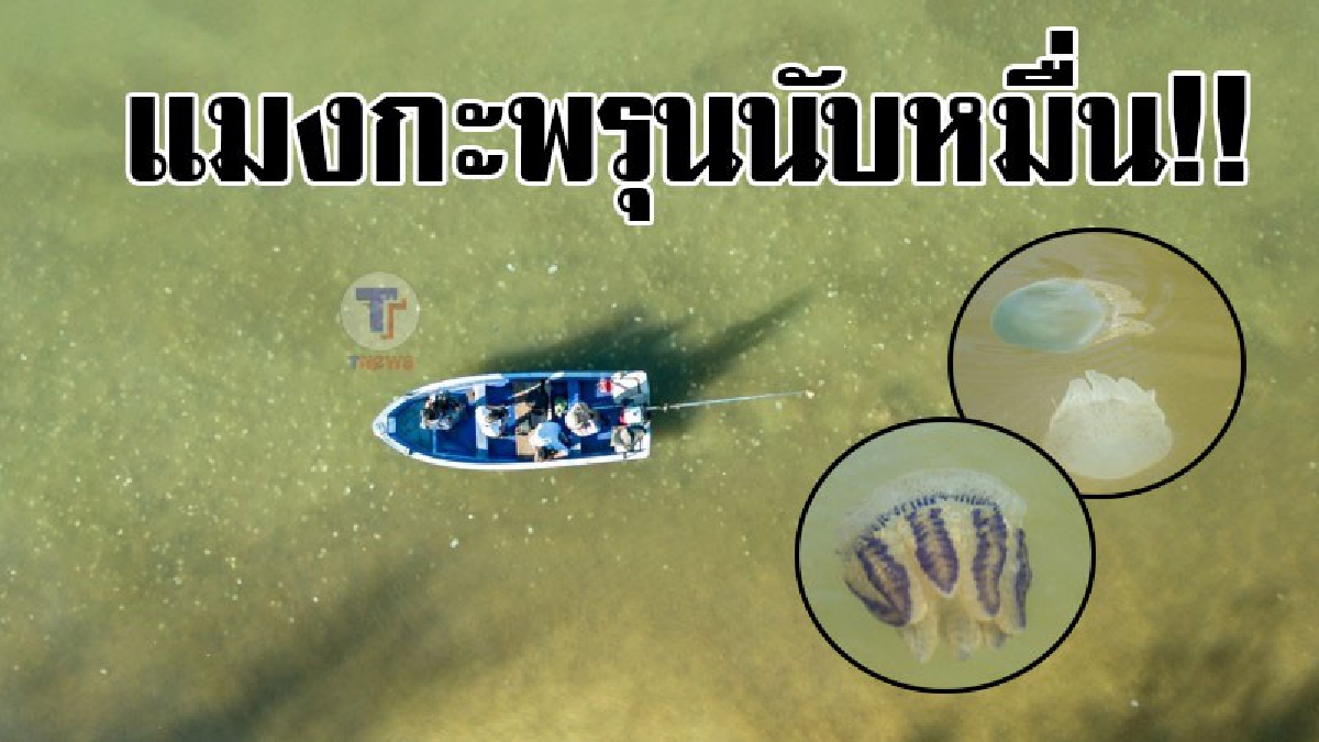 #แมงกะพรุนนับหมื่น..!! โคตรอึ้งพบแมงกะพรุนหลากสี นับหมื่นตัว ลอยริมชายฝั่งเป็นปรากฏการณ์ สุดแปลก..!!