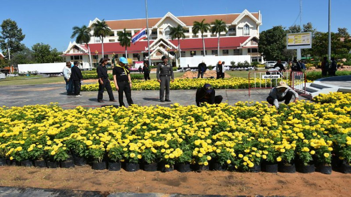 ศรีสะเกษเร่งปรับภูมิทัศน์สวนดอกดาวเรืองรอบพระเมรุมาศจำลอง คาดว่าจะเสร็จสมบูรณ์สวยงาม และสมพระเกียรติ