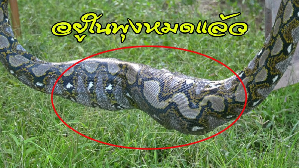 เจ้าของช็อก จอมเขมือบบุกเล้า กินไก่ชนตัวโปรดไป 2 นอนท้องป่อง อิ่มแปล้ หลับคาเล้า (คลิป)