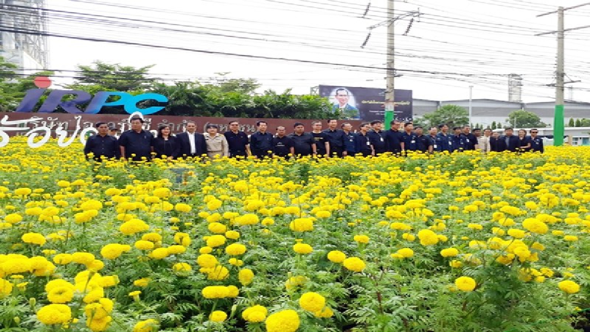 ไออาร์พีซี เปิดทุ่งดาวเรือง 55,000 ต้นใจกลางเมืองระยอง น้อมถวายในหลวงรัชกาลที่ 9 (คลิป)