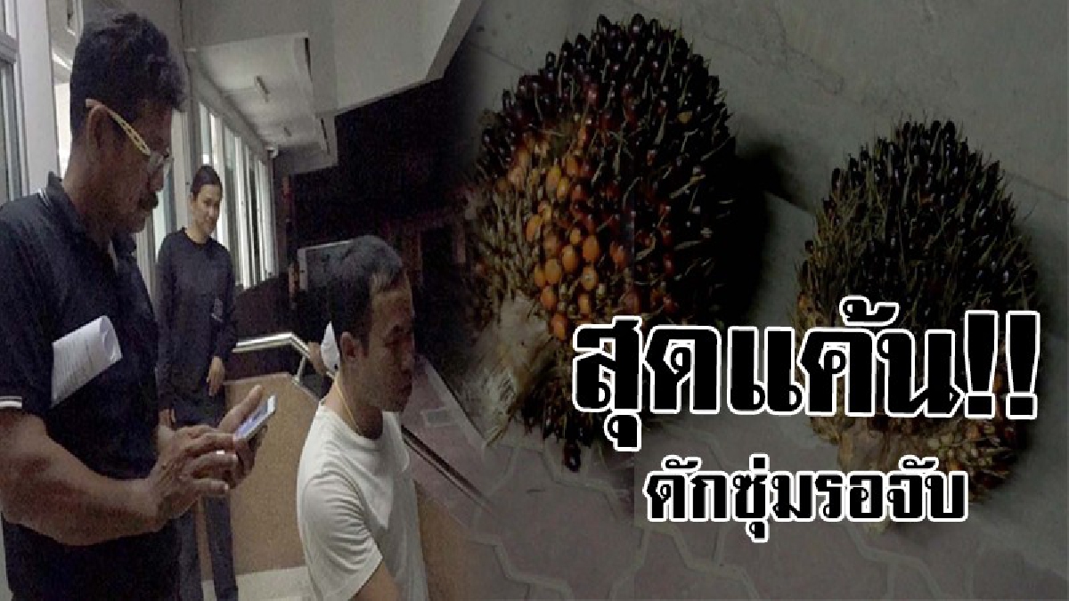 คาหนังคาเขา!! หนุ่มอ้างเป็นเจ้าของสวนปาล์มลุยตัดทลายปาล์มขาย เจ้าของตัวจริงแค้น ลงทุนดักซุ่มโป่ง ก่อนแจ้งผู้ใหญ่บ้านและ ตร.บุกจับ..!!