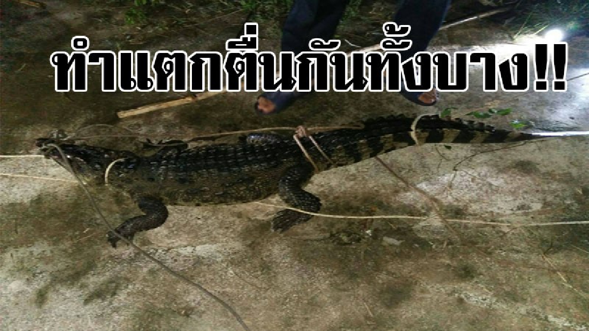 โคตรแตกตื่น..!? พบจระเข้ตัวเป้ง บุกบ่อเลี้ยงปลากะพง เจ้าหน้าที่รีบเข้าจับและนำตัวส่งประมง เกรงว่าจะเกิดอันตราย..!? (ชมคลิป)