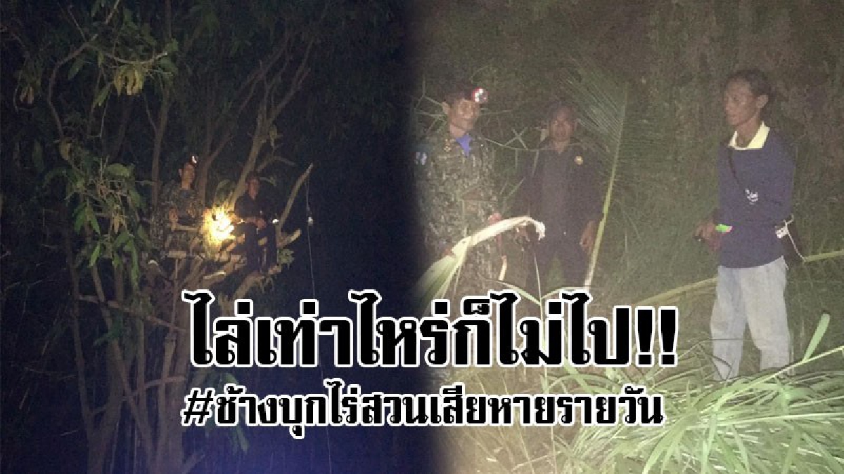 #ทำเอาหมดแรงกันทั้งหมู่บ้าน!? ช้างป่าทับลาน บุกไร่สวน เสียหายรายวัน ไล่ไม่ยอมไป หมดปัญญากันแล้ว ไม่รู้จะแก้ไขยังไง!!(ชมคลิป)