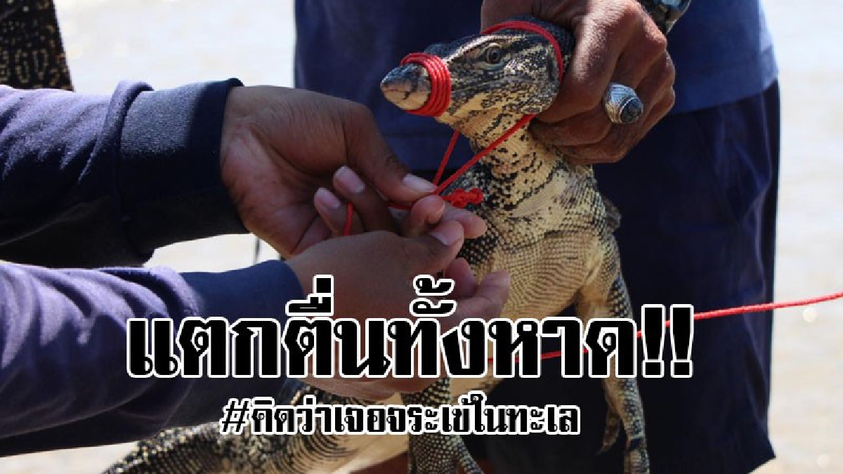 #หนีกระเจิงทั้งหาด..!! นทท.แตกตื่นสุดขีด คิดว่ามีจระเข้อยู่ในทะเล รีบโร่แจ้งเจ้าหน้าที่พอจับได้ถึงได้รู้ อ๋อมันคือ "น้องตัวเงินตัวทอง"...!?