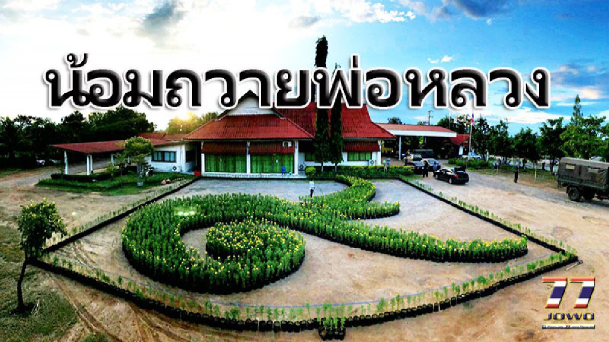 ดาวเรืองสะพรั่ง กลางอำเภอโนนไทย  นายกเล็กโชว์ฝีมือบรรจงจัด เรียง 6,000 ต้นหน้าสำนักงาน อบต.เป็นสัญลักษณ์ถวาย&rdquo;ในหลวง ร.๙&rdquo;
