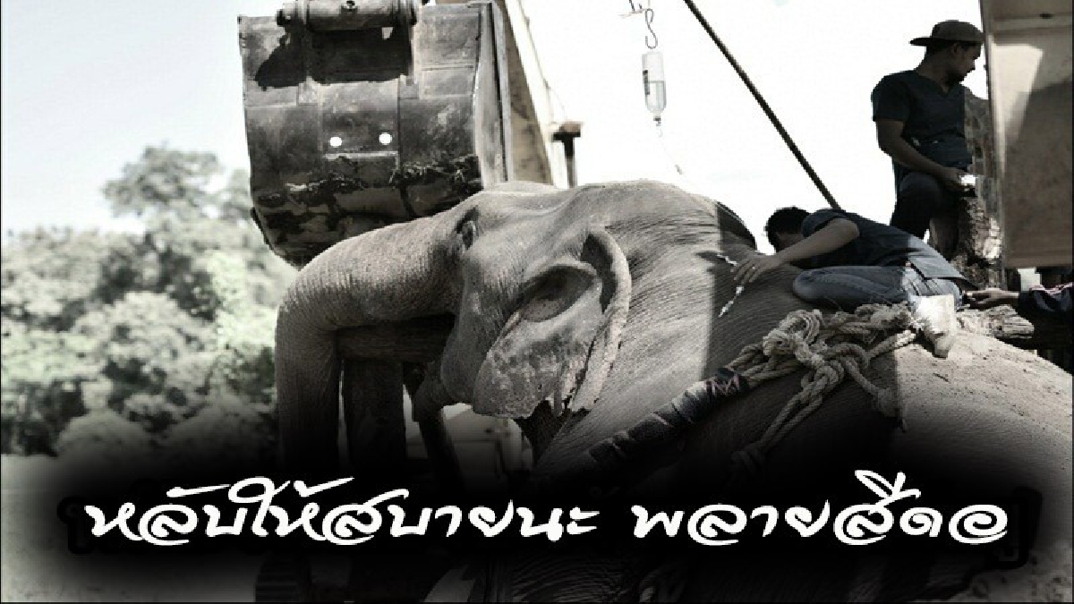 หลับให้สบายนะ !! ทีมแพทย์ยื้อสุดความสามารถ ไม่อาจฝืนชะตา "พลายสีดอ" ล้มลงเสียชีวิตแล้ว
