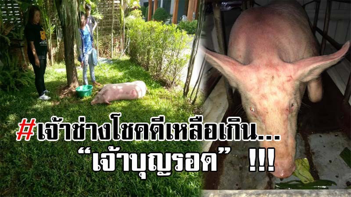 #เหมือนได้ชีวิตใหม่..!! "บุญรอด" เจ้าหมูดวงเกือบถึงฆาต พลัดตกหลังรถ ขณะนำไปส่งโรงฆ่า แต่โชคกลับเข้าข้าง มีผู้ใจบุญมาช่วยไถ่ชีวิต!?