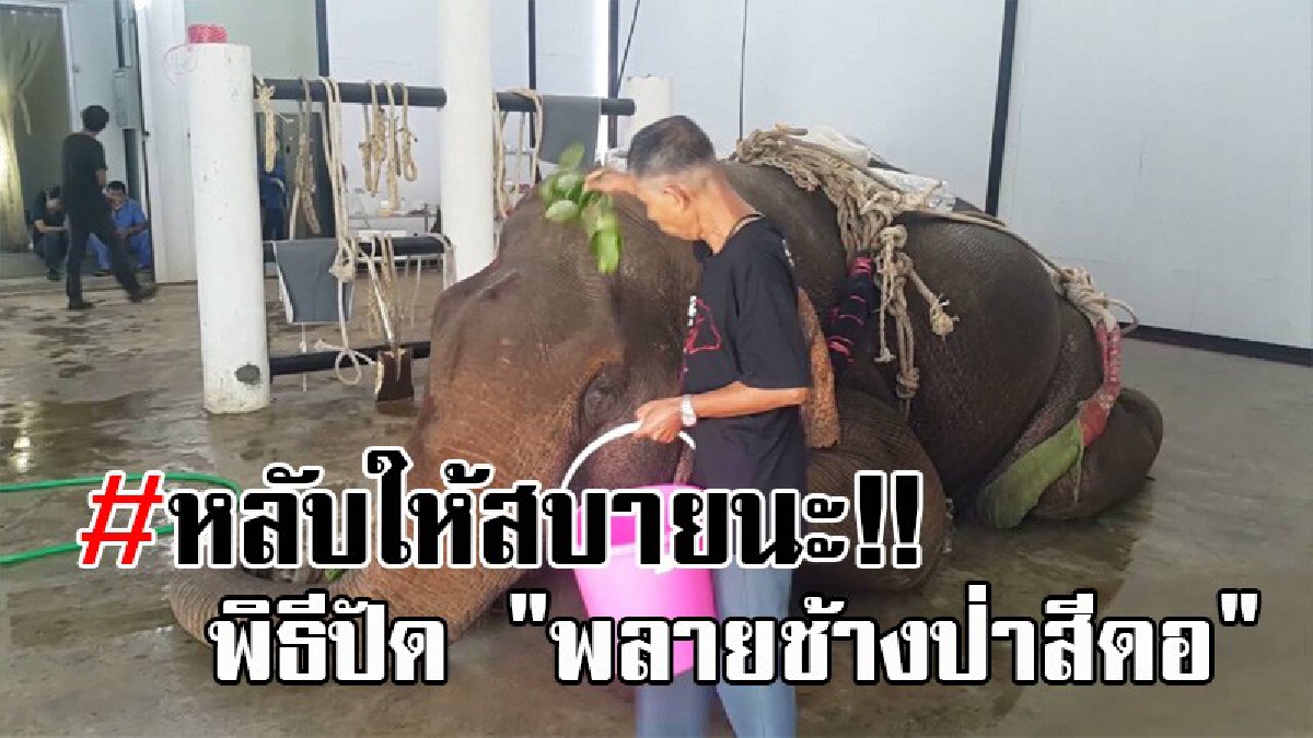 เศร้าสุดใจ..!! ภาพที่น่าหดหู่ การทำพิธีปัด "พลายช้างป่าสีดอ" เตรียมพร้อมผ่าซากพิสูจน์ ก่อนจะฝังกลบดิน ในพื้นที่สถาบันคชบาลแห่งชาติฯ (มีคลิป)