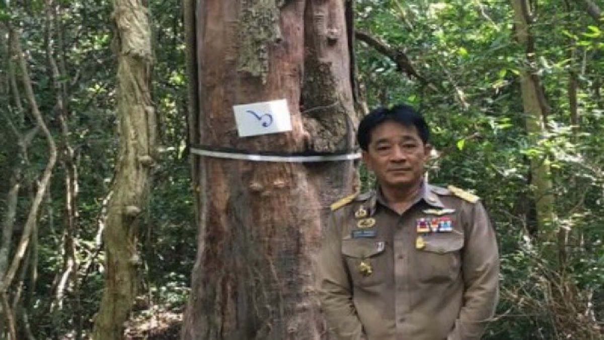 จังหวัดประจวบคีรีขันธ์ . . ร่วมประกอบพิธีบูชาไม้จันท์หอมเพื่อจัดสร้างพระโกศทรงพระบรมศพเหนือพระจิตกาธานบนพระเมรุมาศ ที่อุทยานแห่งชาติกุยบุรี